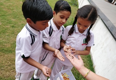 GERMINATION OF A SEED II