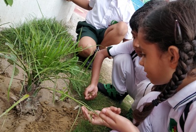 GERMINATION OF A SEED II