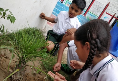 GERMINATION OF A SEED II