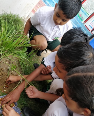 GERMINATION OF A SEED II