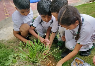 GERMINATION OF A SEED II