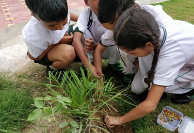GERMINATION OF A SEED II